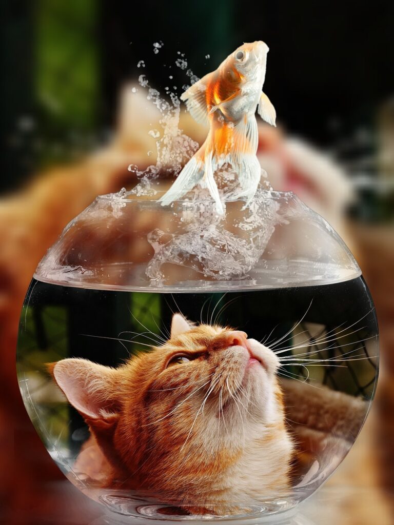 cat, face, goldfish, glass, close up, view, eyes, portrait, wildlife, animal, face cat, pet, nature, cat face, cute, puss, domestic cat, domestic animal, kitten, head, expression